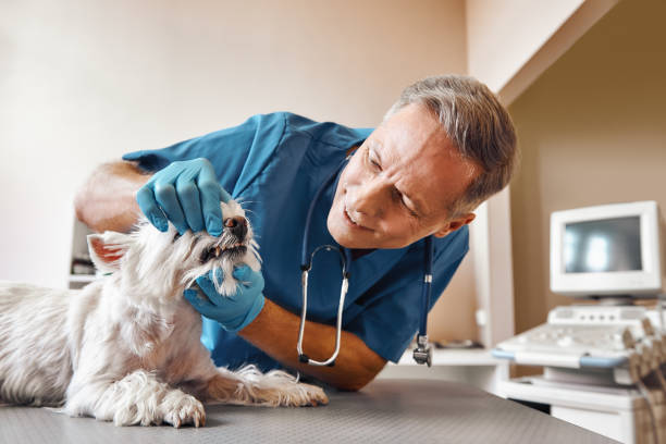 Best 24-Hour Emergency Dentist in West Dennis, MA
